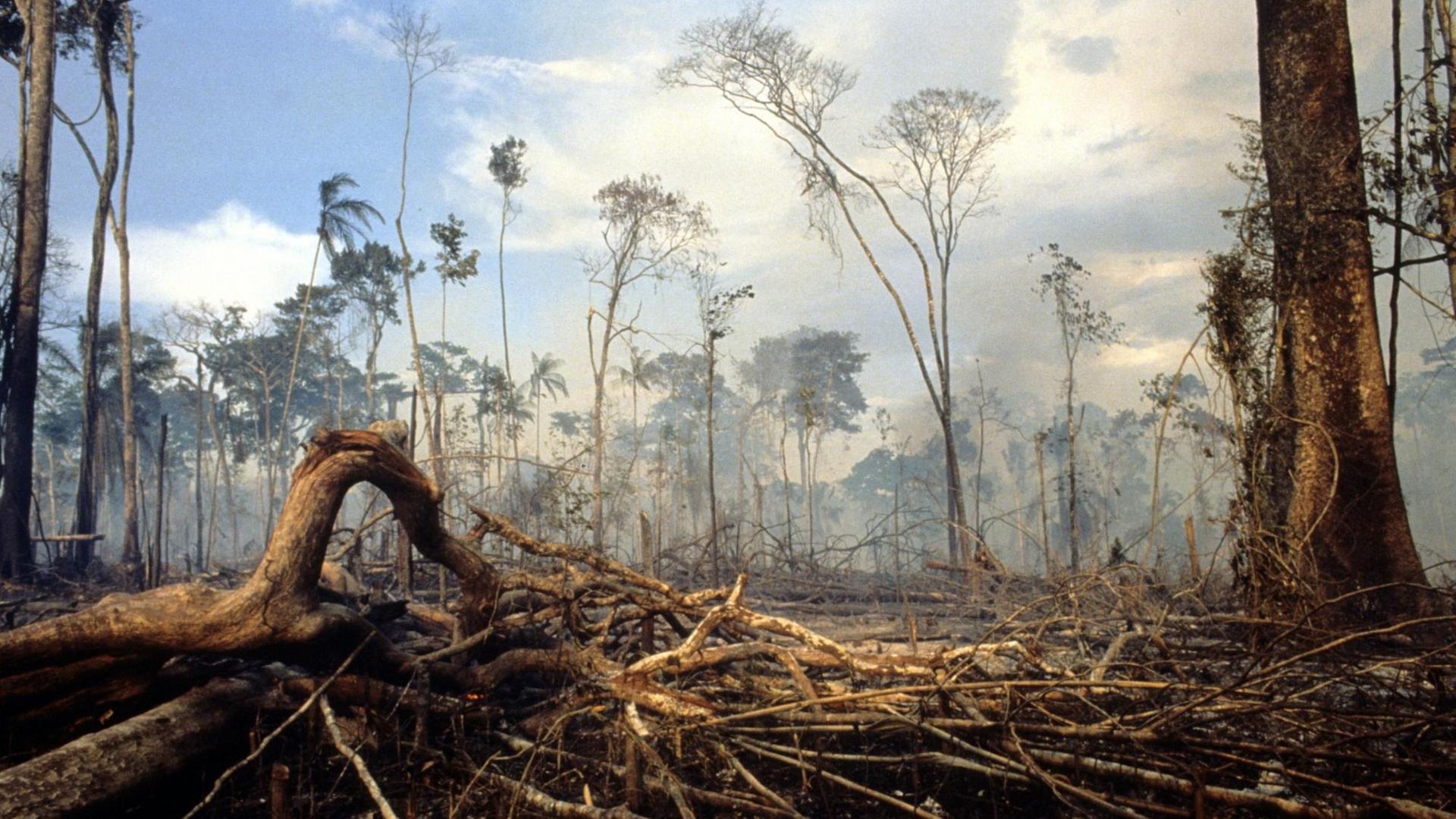 Brasilien, 2004: Brandrodung im tropischen Regenwald