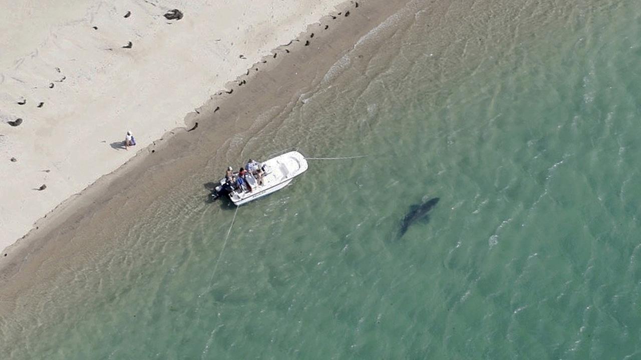 Luftaufnahme eines Strandes, an dem entlang ein Boot fährt und ein Hai schwimmt.