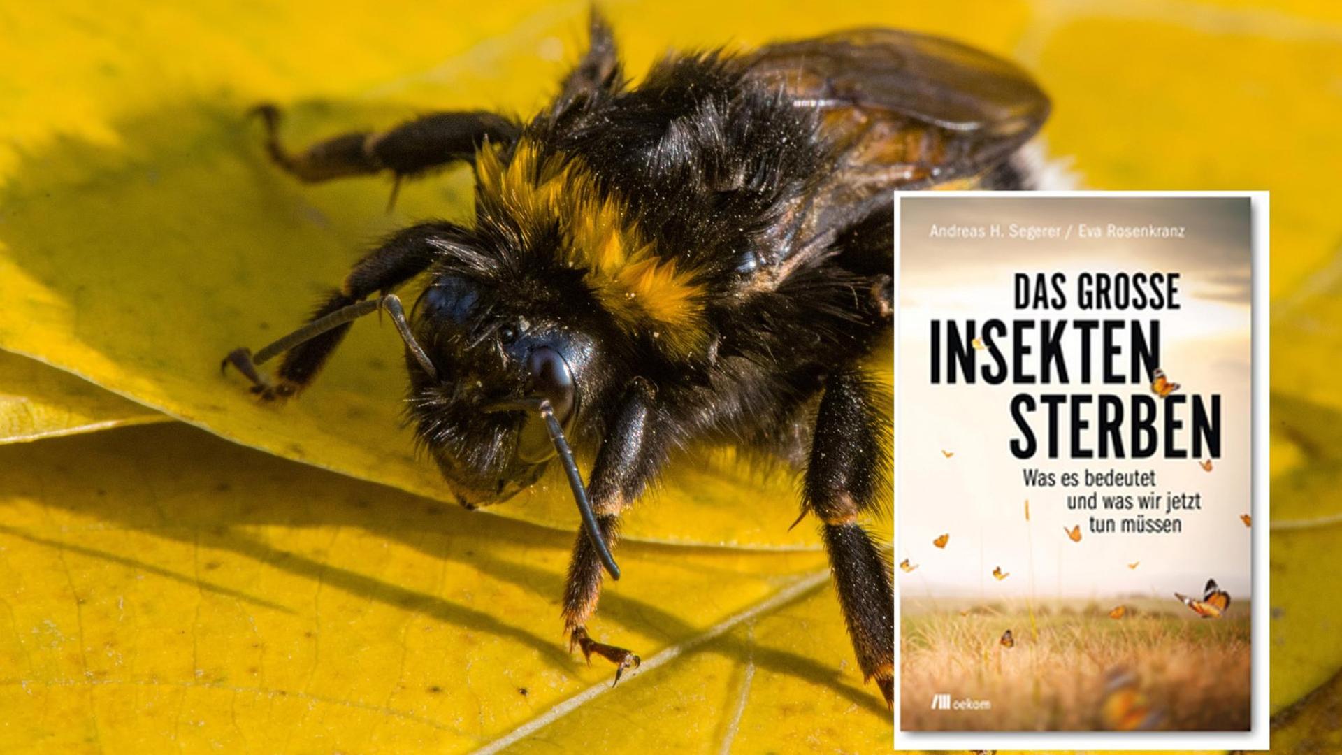 Buchcover "Das große Insektensterben"