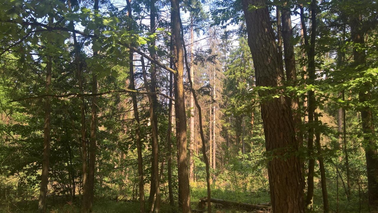 Dichte Bäume nebeneinander im Bialowieza - dem letzten Urwald Europas. 