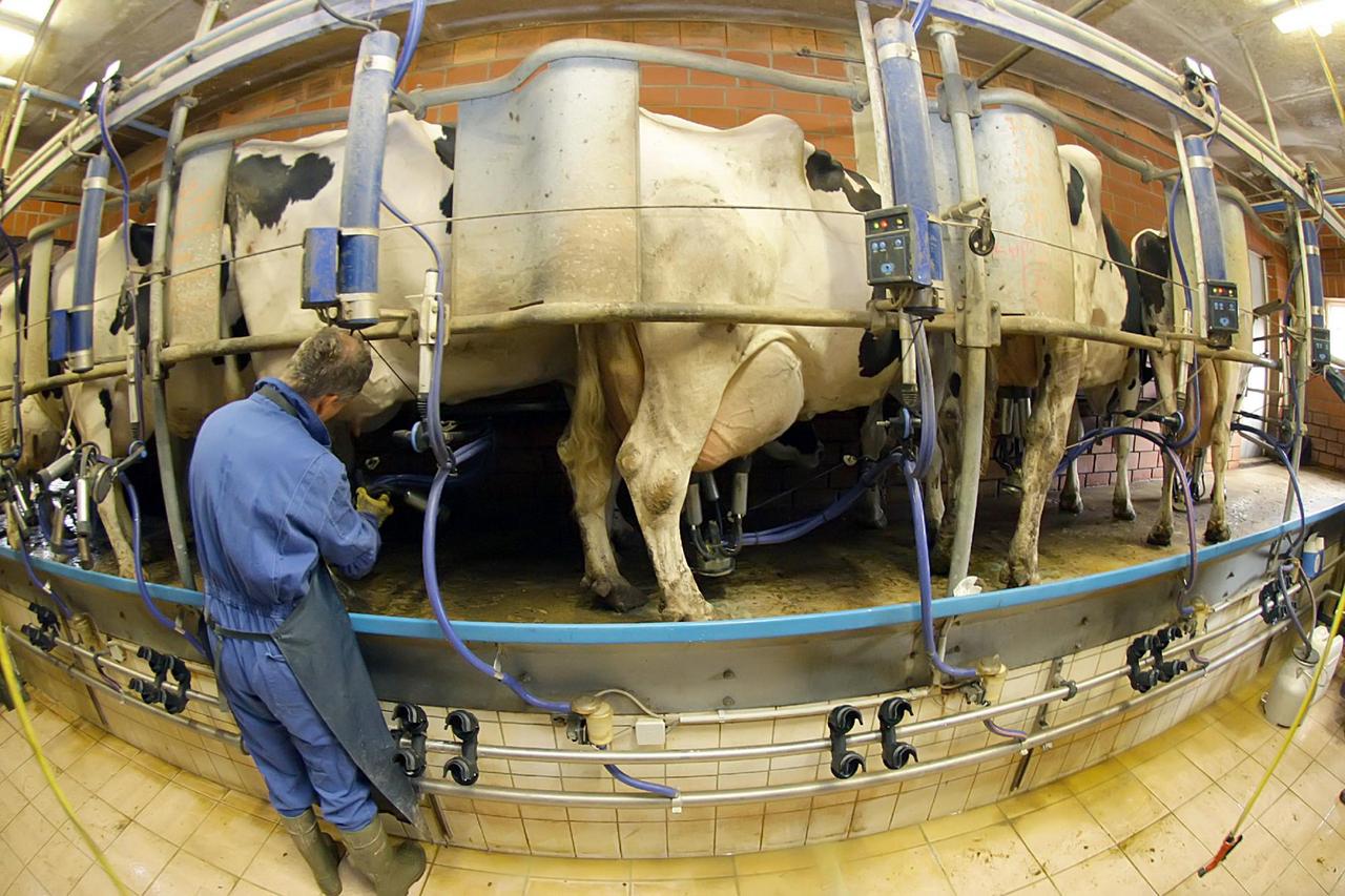 Ein Milchbauer bereitet eine Kuh zum Melken vor.
