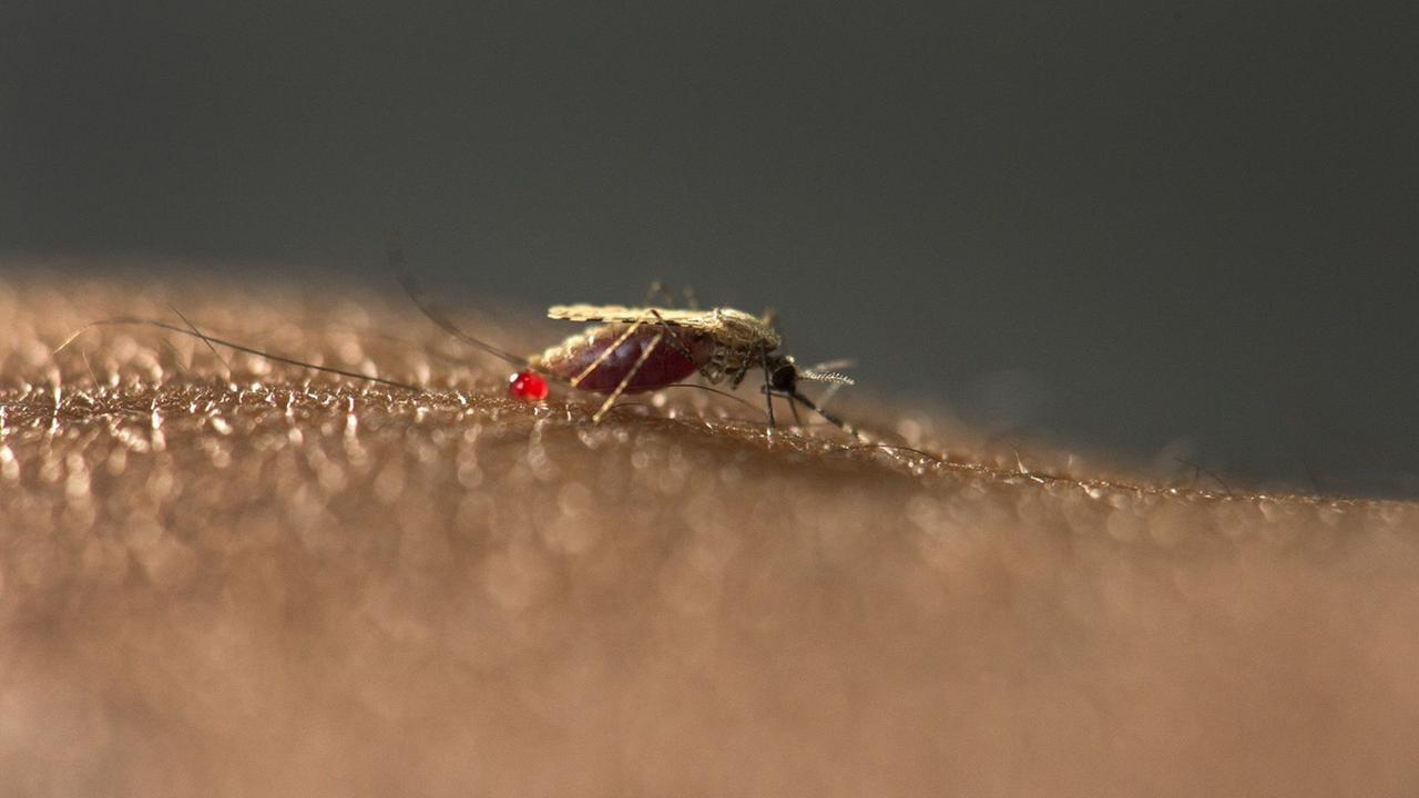 Ein Moskito Anopheles stephensi sitzt auf einem Handrücken.