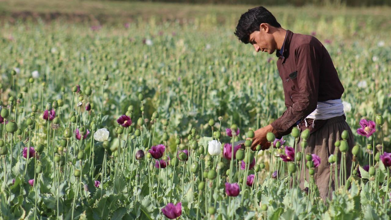 Ein afghanischer Bauer steht in einem Mohnfeld und begutachtet die Ernte