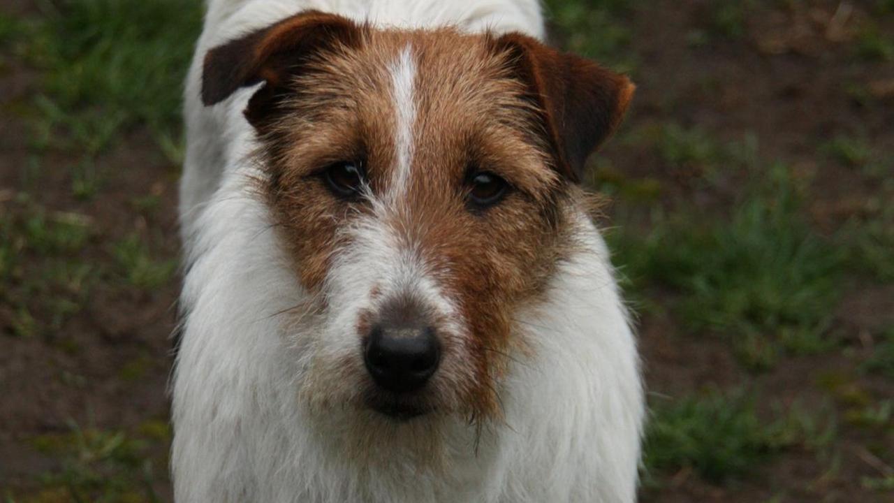 Hund Hund