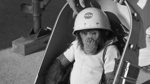 Den "Astro-Schimpansen" Ham schickte die NASA auf einen Suborbitalflug