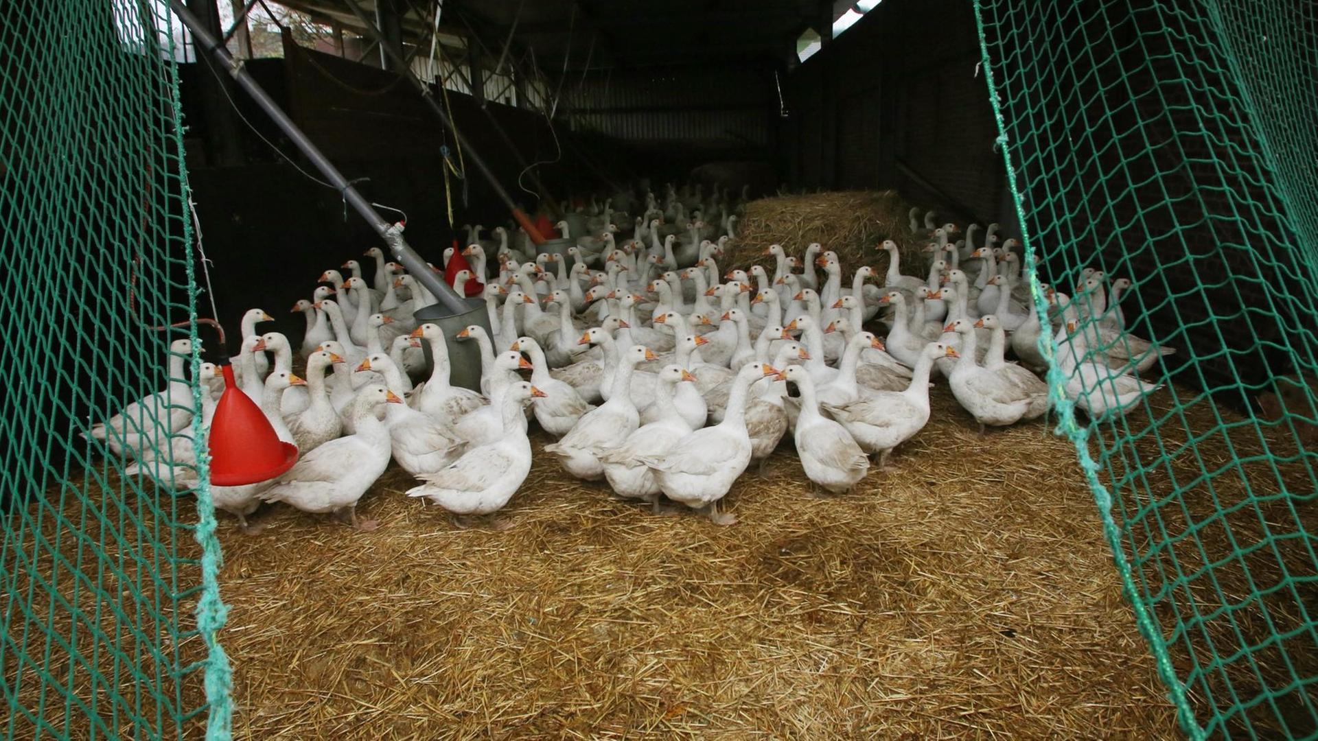 Gänse leben am 15.11.2016 im Ruhrgebiet (Nordrhein-Westfalen) nach der angeordneten Stallpflicht im Stall. In bestimmten Teilen Nordrhein-Westfalens gilt seit heute wegen der Vogelgrippe eine Stallpflicht für Geflügel.