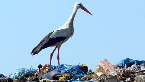 Ein Storch sucht auf einer Mülldeponie im brandenburgischen Schwanebeck nach Nahrung. Neben den Störchen suchen auch Möwen und Krähen nach "Leckerbissen" in den Hausabfällen.