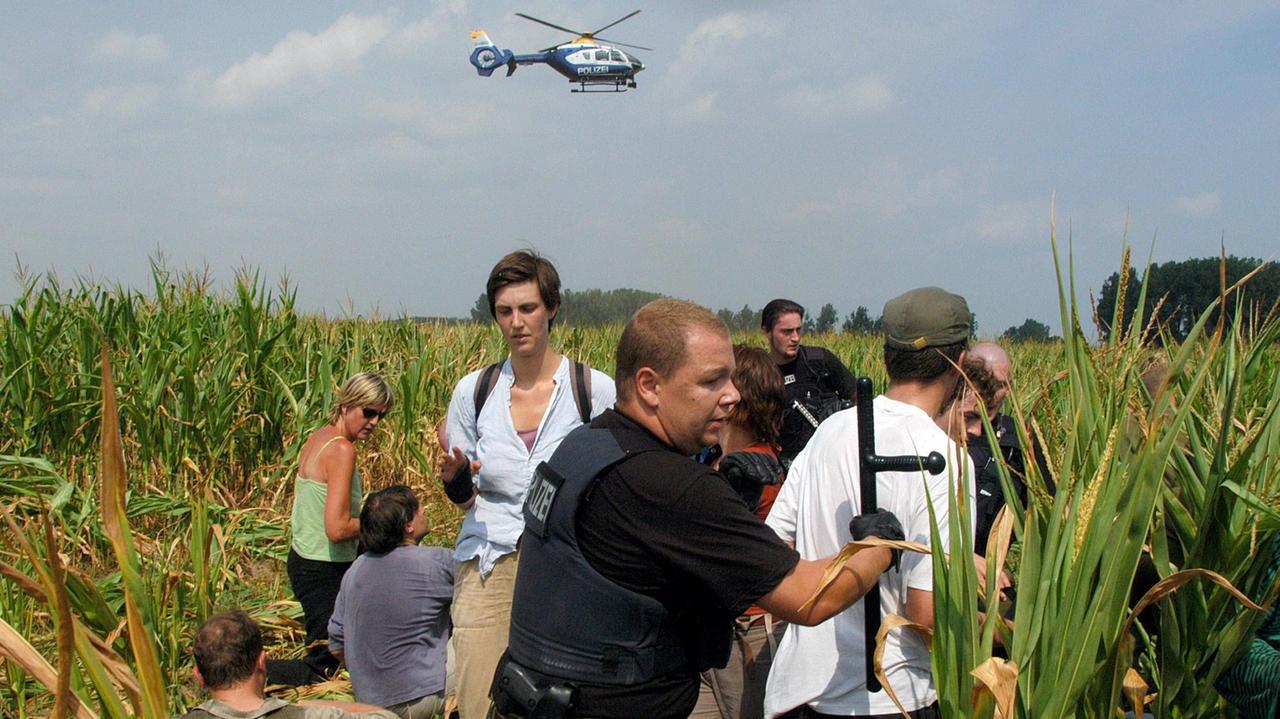 30.7.2006: Aktivisten werden bei einer sogenannten "Feldbefreiungsaktion" in einem Feld mit gentechnisch veränderten Mais festgenommen, oben kreist ein Polizeihubschrauber