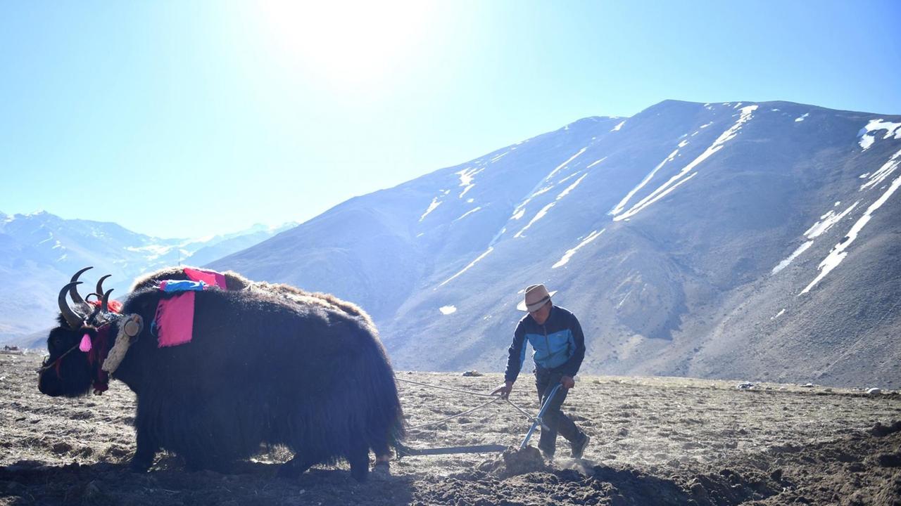 Ein Bauer auf einem Feld in Tibet