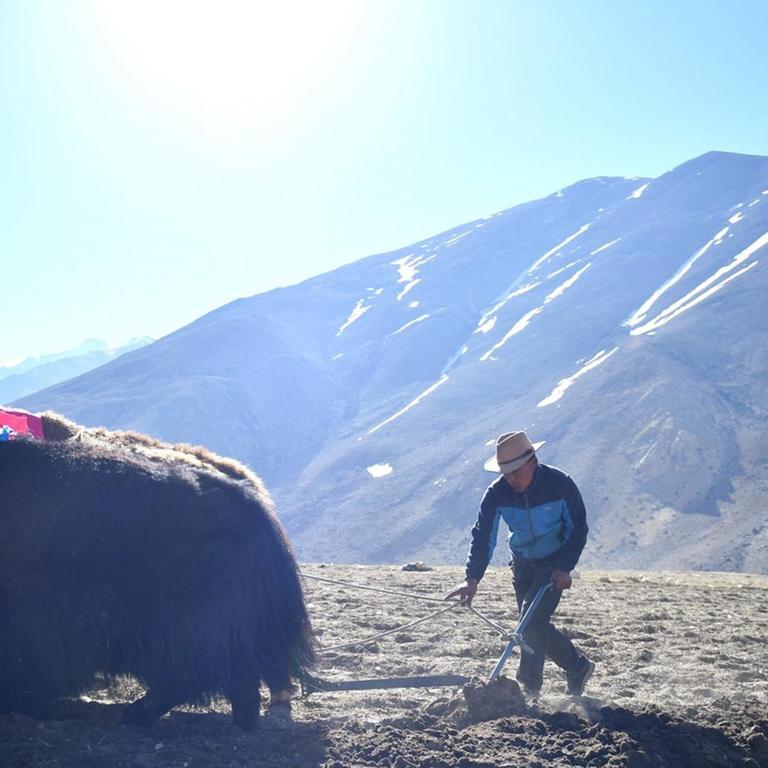 Ein Bauer auf einem Feld in Tibet 