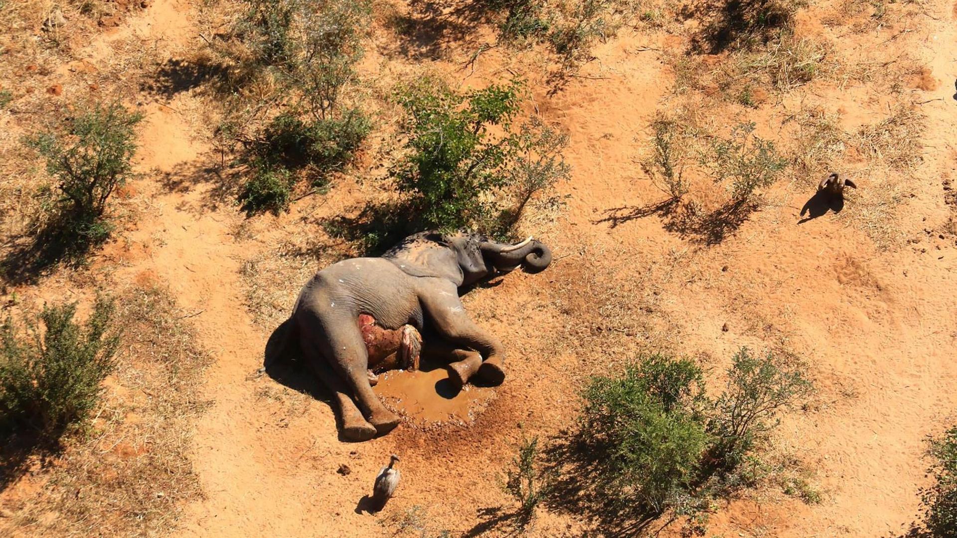 Ein toter Elefant im Okavongodelta in Botswana