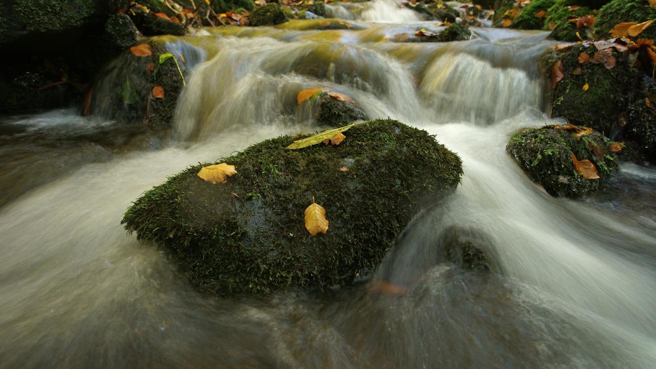 Wasser fließt durch ein Flussbett über Steinstufen, im Wasser bemooste Steine.