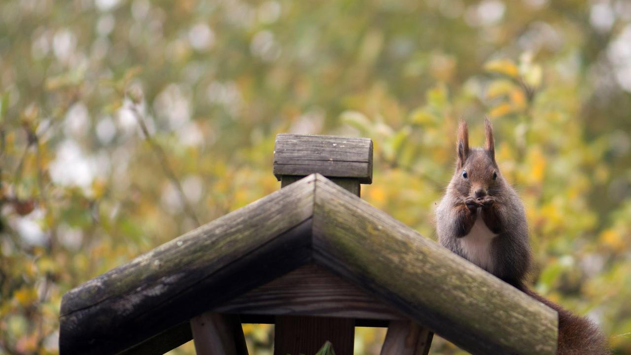 Verhaltensforscher Otto Koehler Er war überzeugt Tiere können denken