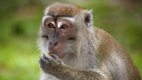 Javaneraffe (Macaca fascicularis), beim Fressen, Nationalpark Bako, Sarawak, Borneo, Malaysia