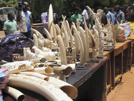 Ermittler zeigen beschlagnahmtes Elfenbein in Togos Hauptstadt Lomé im August 2013