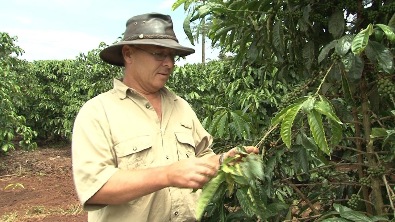 Hans Fässler, Manager Neumann Kaffee Gruppe in Uganda 2011 beim Begutachten der Kaffeebläter.