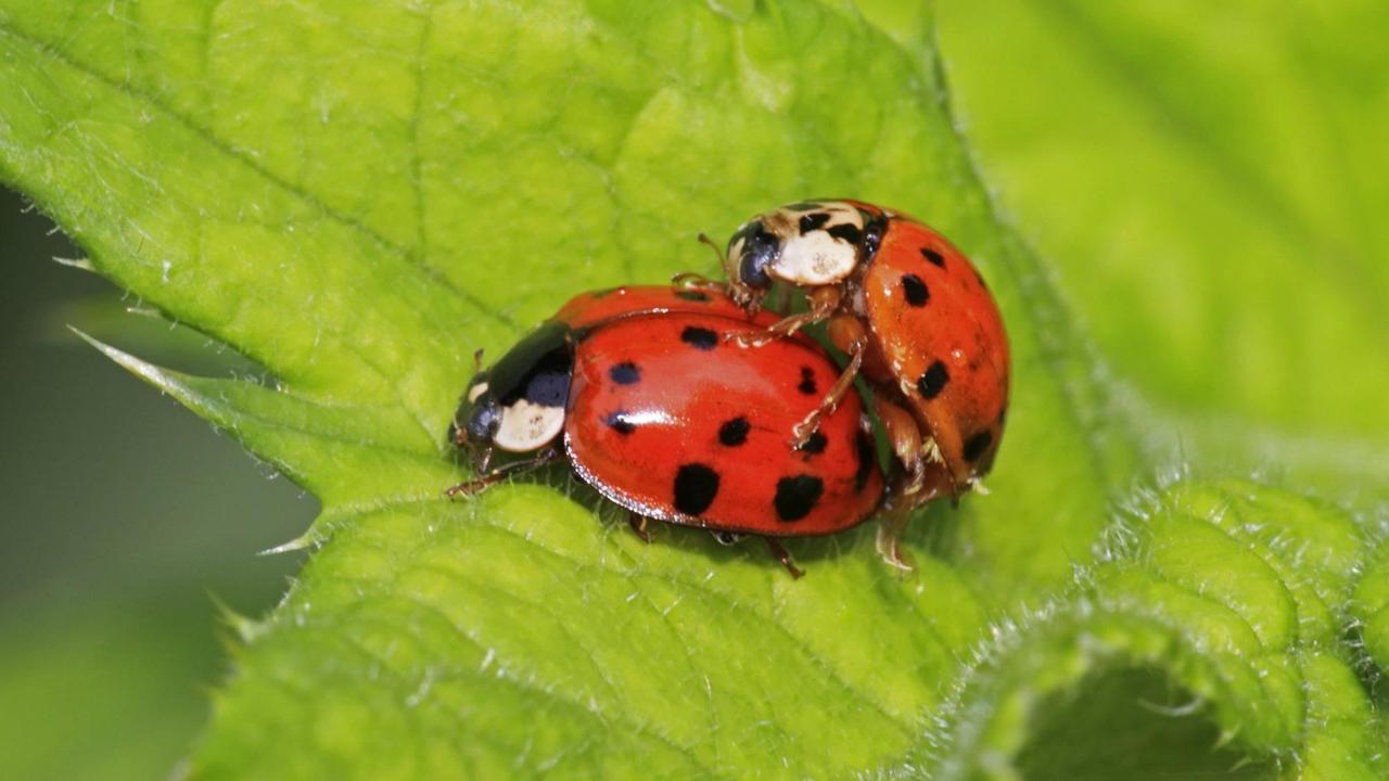 Asiatische oder auch Harlekin-Marienkäfer bei der Paarung