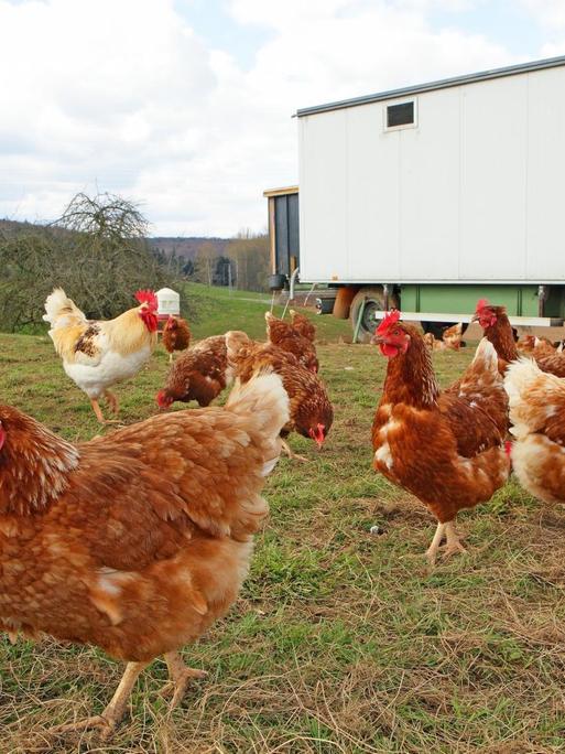 Hühner in Freilandhaltung mit Auslauf auf einer Wiese. Im Hintergrund steht ein mobiles Hühnerhaus.