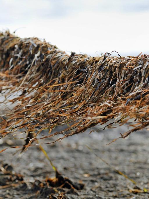 Getrocknetes Seegras weht am 20.7.2013 in Mecklenburg-Vorpommern an einem Zaun.