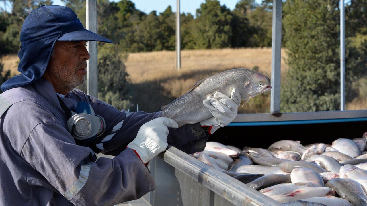 Auf vielen Lachsfarmen in Chile herrschen schlechte Arbeitsbedingungen, so Aktivisten. 