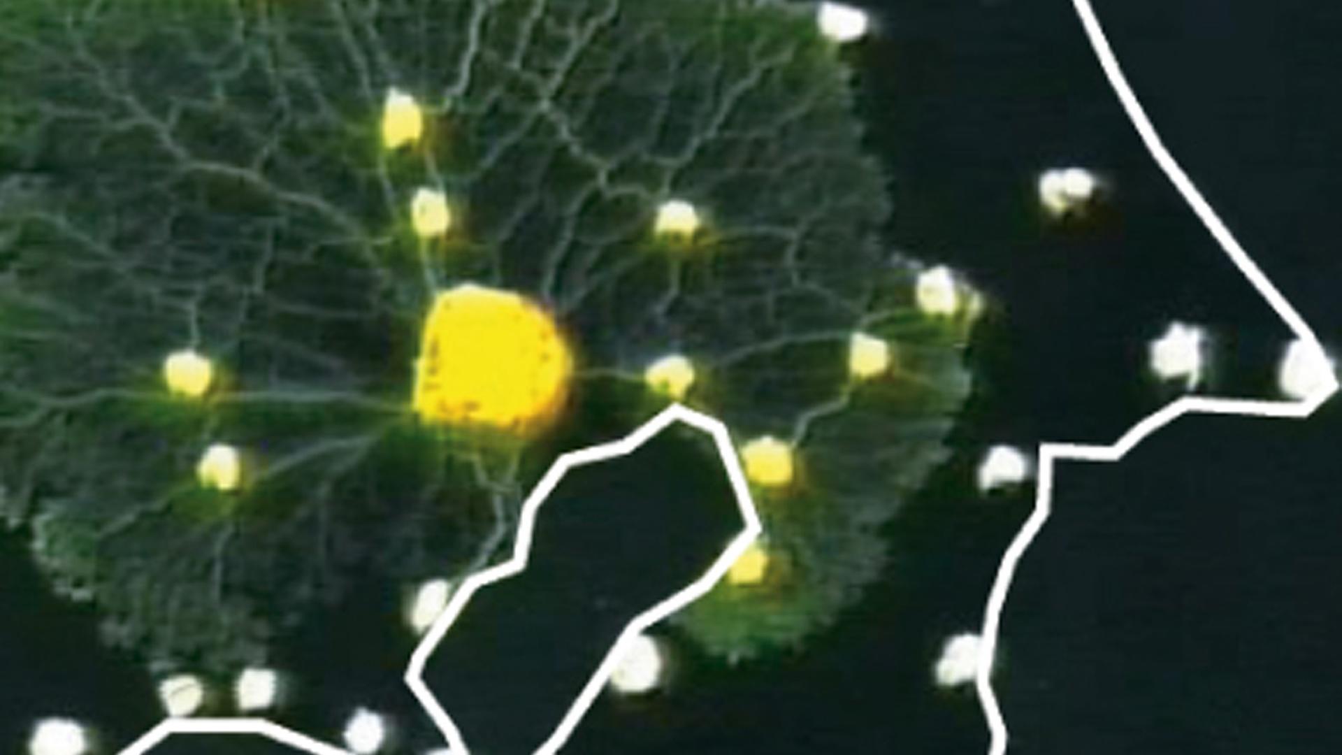 Grün und gelb gefärbt ist die Ausbreitung des Schleimpilzes Physarum polycephalum auf einem Laborbild dargestellt.