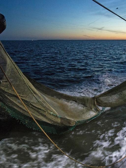 Ein Krabbenfischer bereitet an Bord seines Kutters in der Nordsee das Leeren eines Fangs aus dem gehievten Schleppnetz vor.