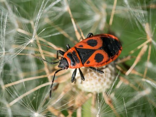 Eine Feuerwanze (Pyrrhocoridae) aus der Familie der Wanzen (Heteroptera), sitzt am 10.05.2012 auf einer Pusteblume in einem Garten in Eichwalde, Brandenburg, am Rande von Berlin.
