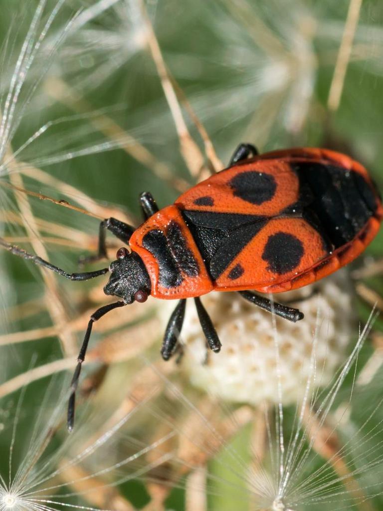 Eine Feuerwanze (Pyrrhocoridae) aus der Familie der Wanzen (Heteroptera), sitzt am 10.05.2012 auf einer Pusteblume in einem Garten in Eichwalde, Brandenburg, am Rande von Berlin.