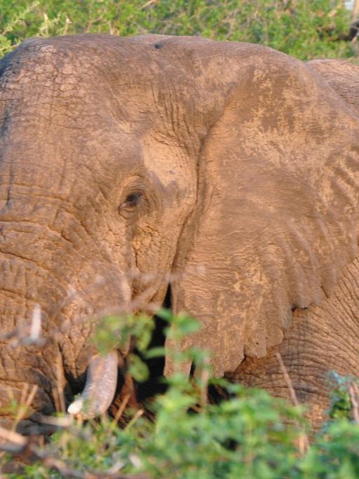 Afrikanischer Elefant im Imfolozi Nationalpark, Südafrika, November 2014