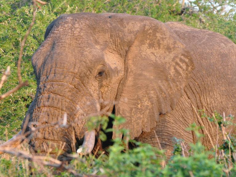Afrikanischer Elefant im Imfolozi Nationalpark, Südafrika, November 2014
