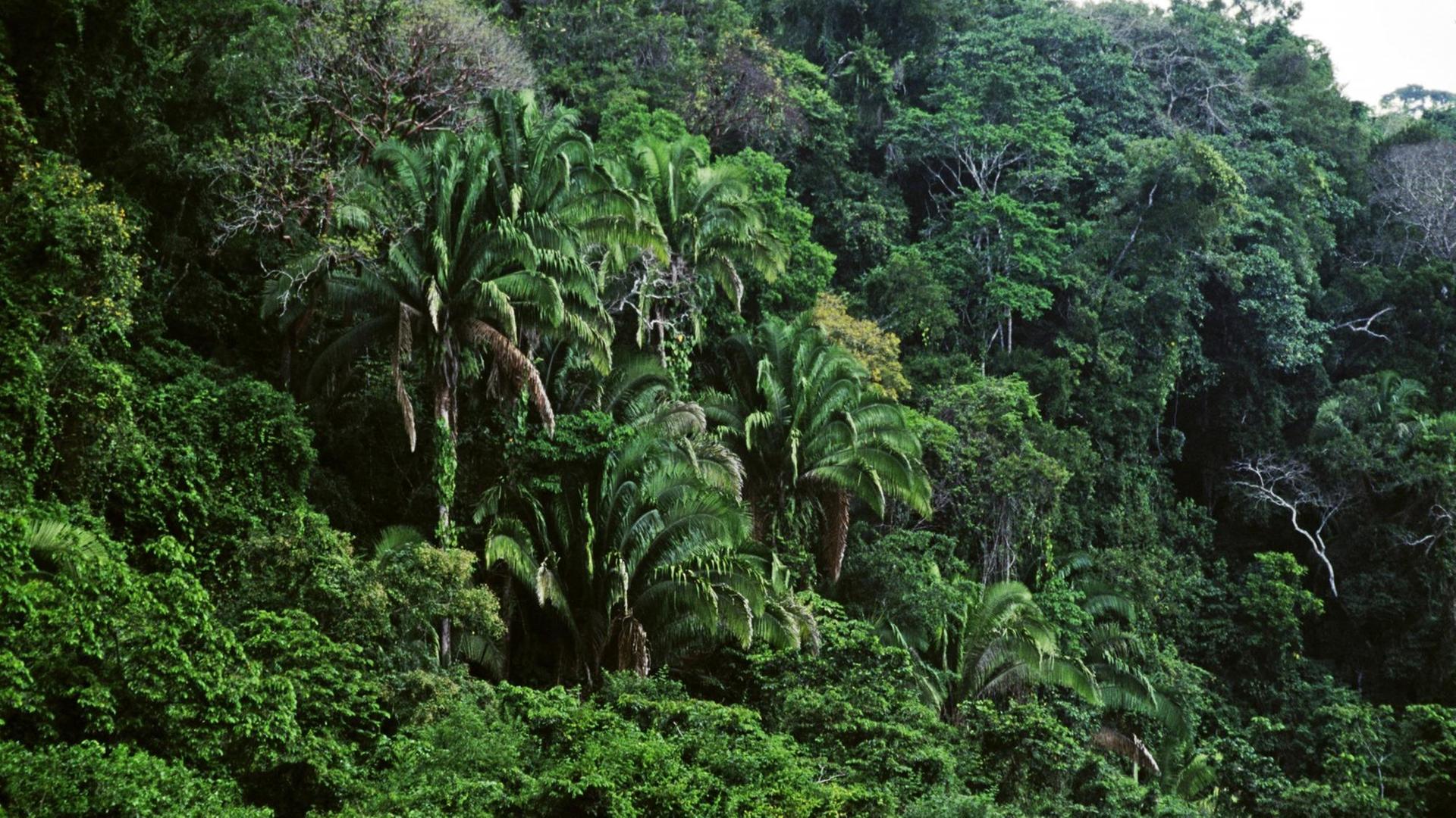 Üppige Vegeation im Dschungel rund um die alte Maya-Stätte Seibal in Guatemala