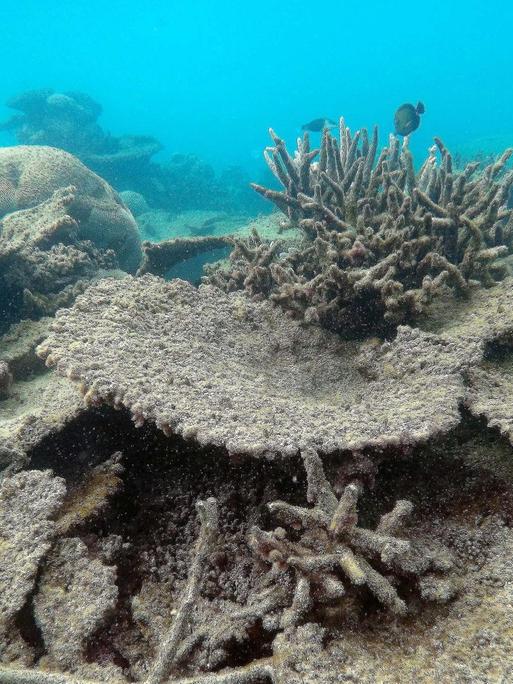 Eine Unterwasseraufnahme vom Great Barrier Reef in Australien. Zu sehen sind abgestorbene, graue Korallenbänke.