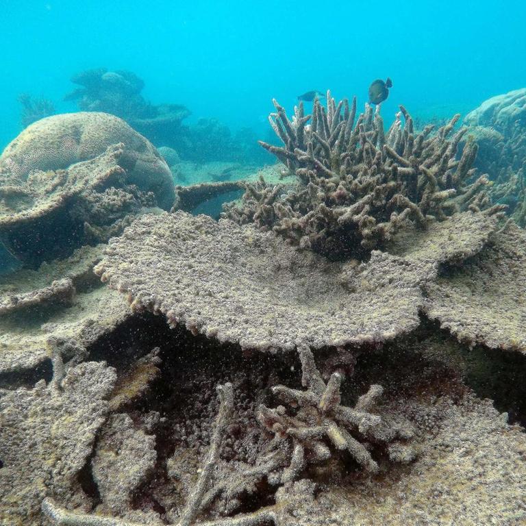 Eine Unterwasseraufnahme vom Great Barrier Reef in Australien. Zu sehen sind abgestorbene, graue Korallenbänke.