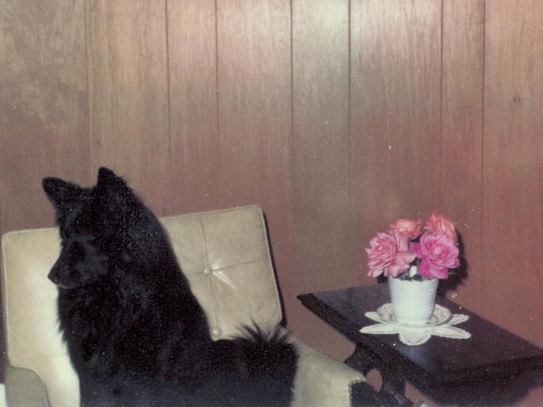 Eines der Amateurfotos, für die sich Erik Kessels begeistert - ein schwarzer Hund sitzt auf einem Sessel (Bild: Erik Kessels)