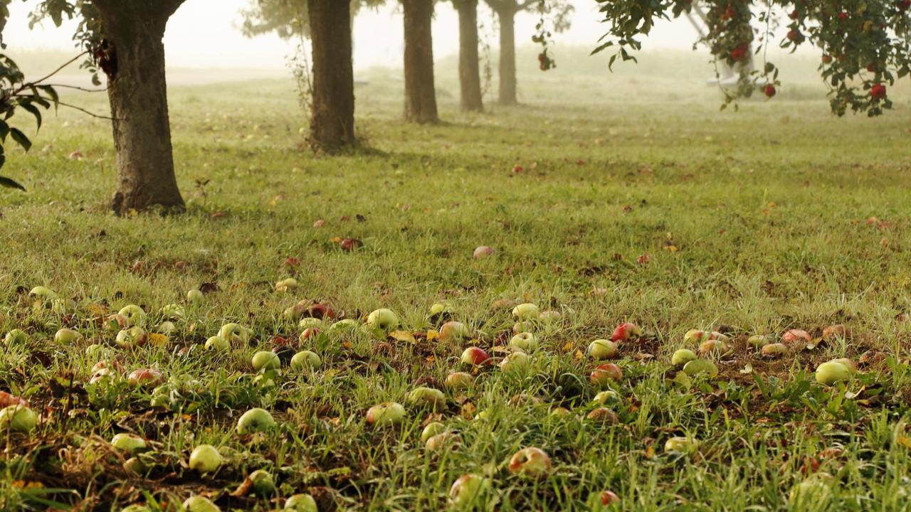 Äpfel liegen auf einer Streuobstwiese.