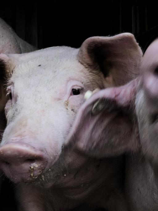 Schweine werden in einem Schweinetransporter zu einem Schlachthof in der Nähe von Grefrath transportiert.