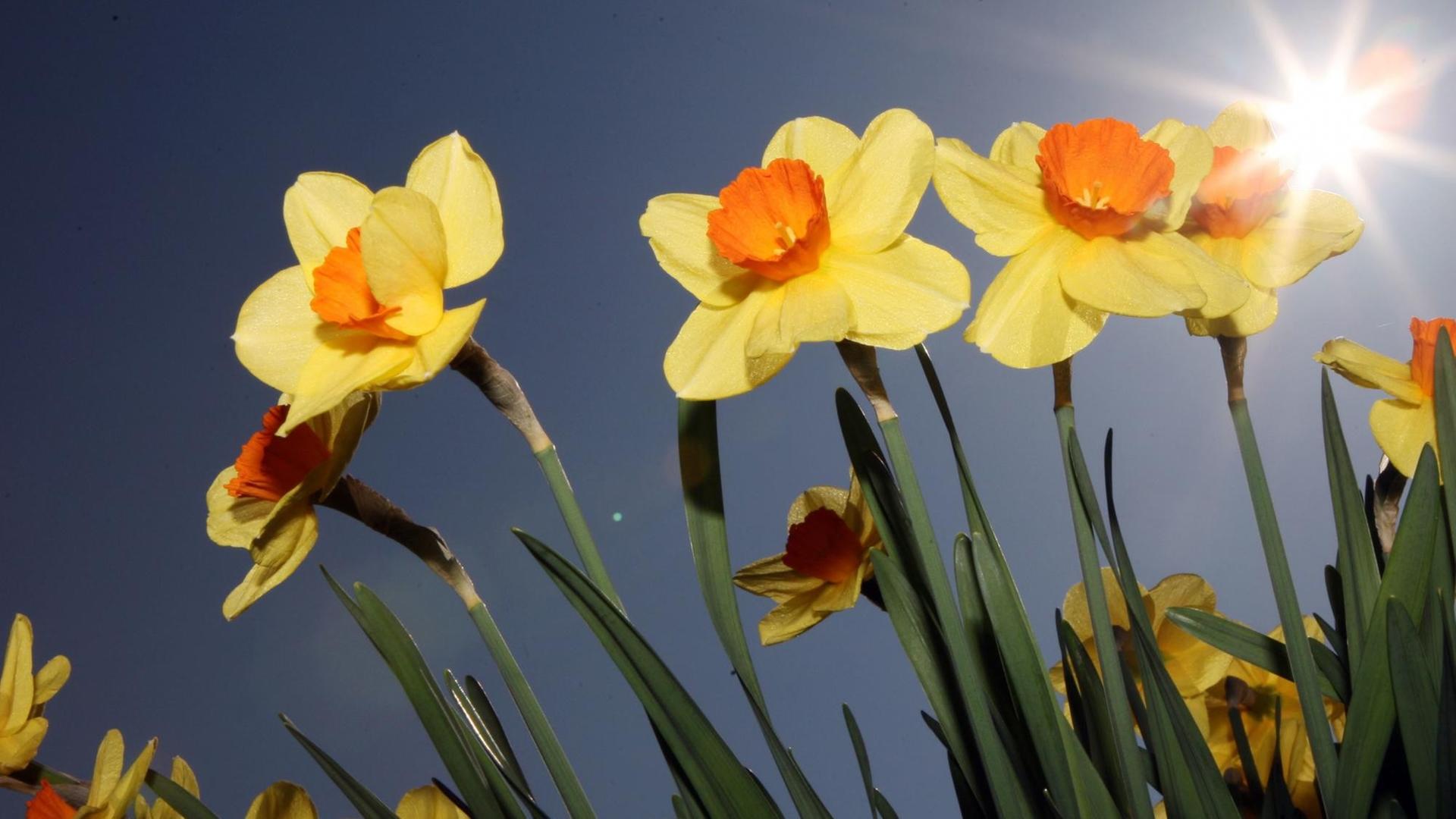 Osterglocken im Sonnenschein Osterglocken im Sonnenschein