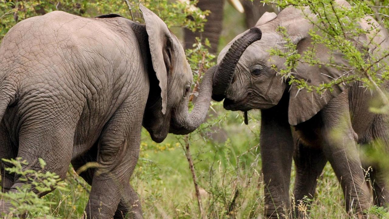 Zwei Elefanten-Babys gesehen 2007 im "Great Limpopo Transfrontier Park"
