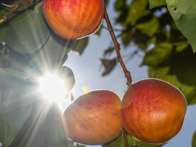 Reife Aprikosen hängen an einem Baum der Obstbauversuchsstation vom Landesamt für Ländliche Entwicklung, Landwirtschaft und Flurneuordnung in Müncheberg.