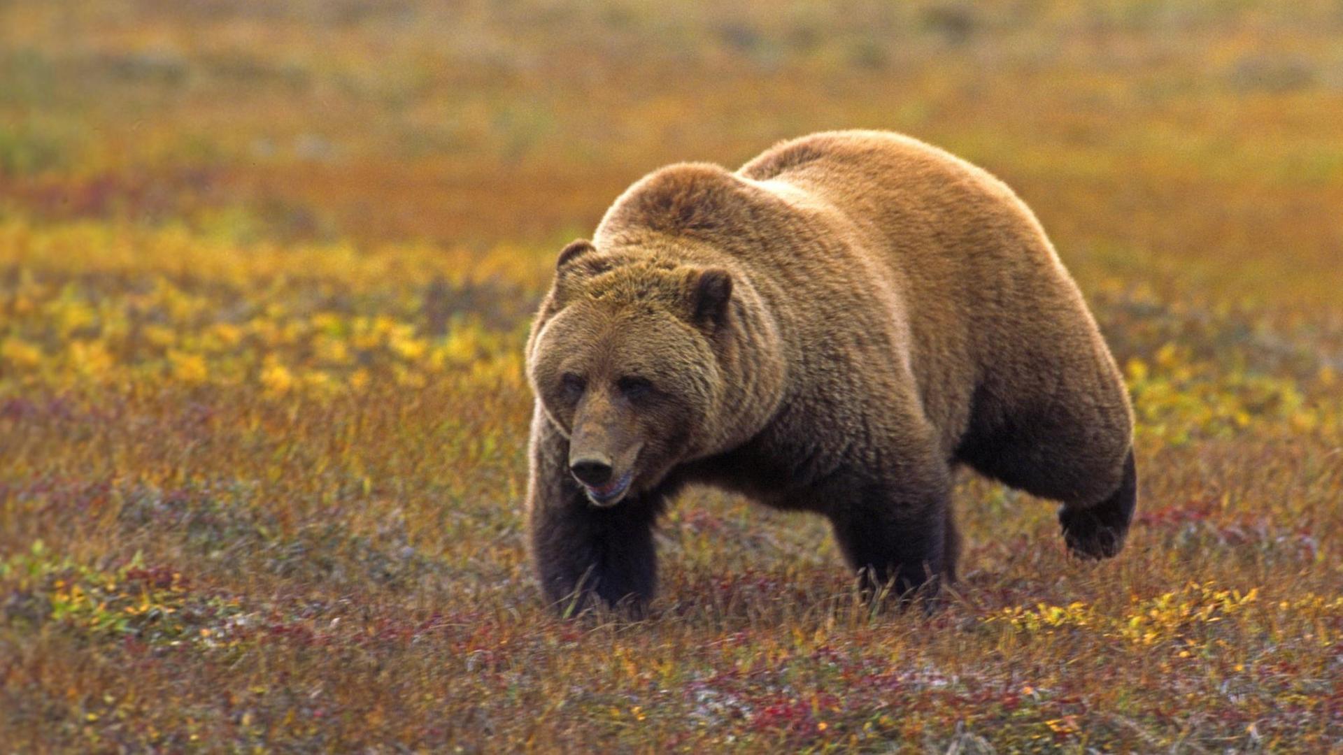 Ein Braunbär läuft durch die herbstlichen Tundra im Denali Nationalpark in Alaska.