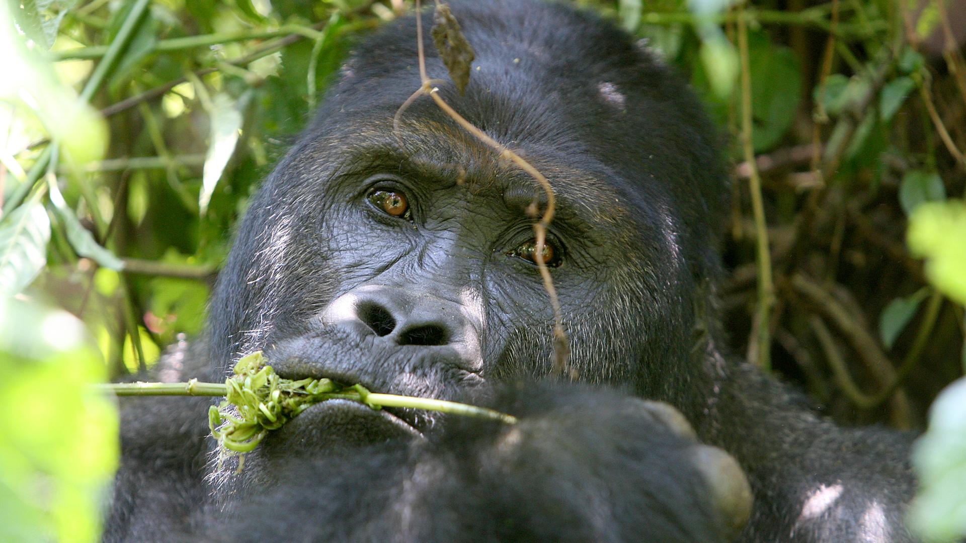 Ein Berggorilla im kongolesischen Urwald
