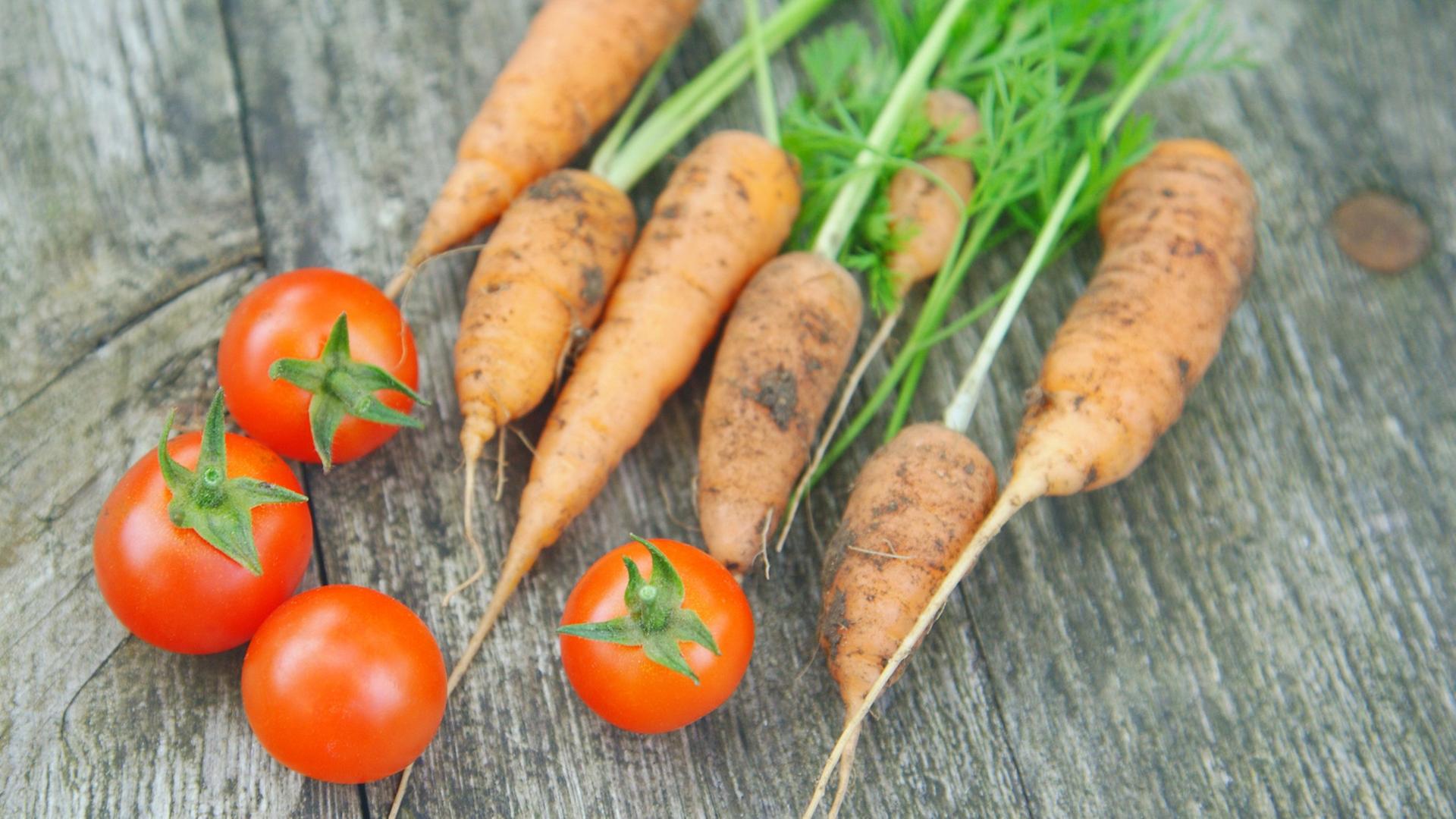 Frisch geerntete Cocktailtomaten und junge Möhren 
