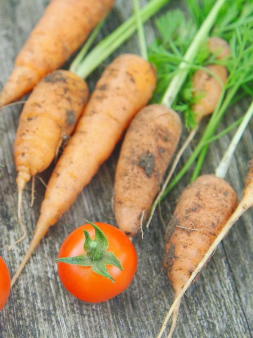 Frisch geerntete Cocktailtomaten und junge Möhren 