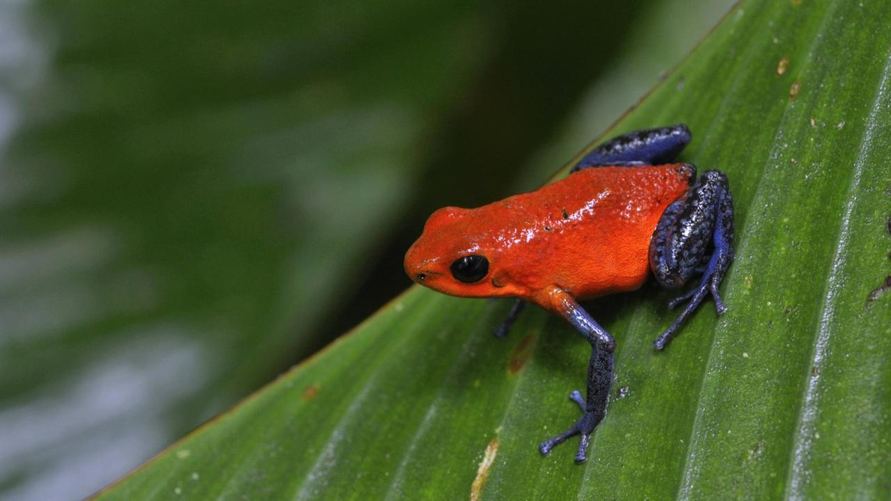 Ein kleiner, knallroter Frosch (Dendrobates pumilio), auf einem Blatt sitzend in Costa Ric.