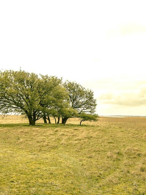 Ein Feld mit einem Baum auf der Insel Hiddensee in Mecklenburg-Vorpommern.