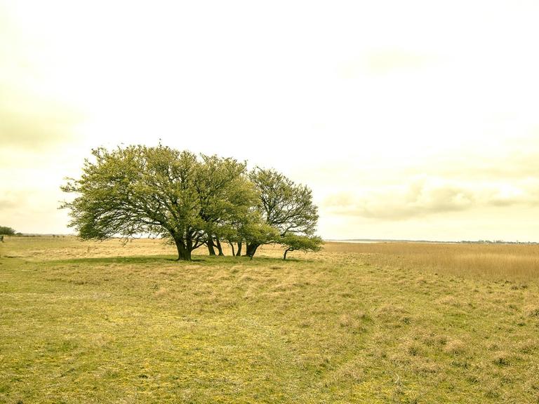 Ein Feld mit einem Baum auf der Insel Hiddensee in Mecklenburg-Vorpommern.
