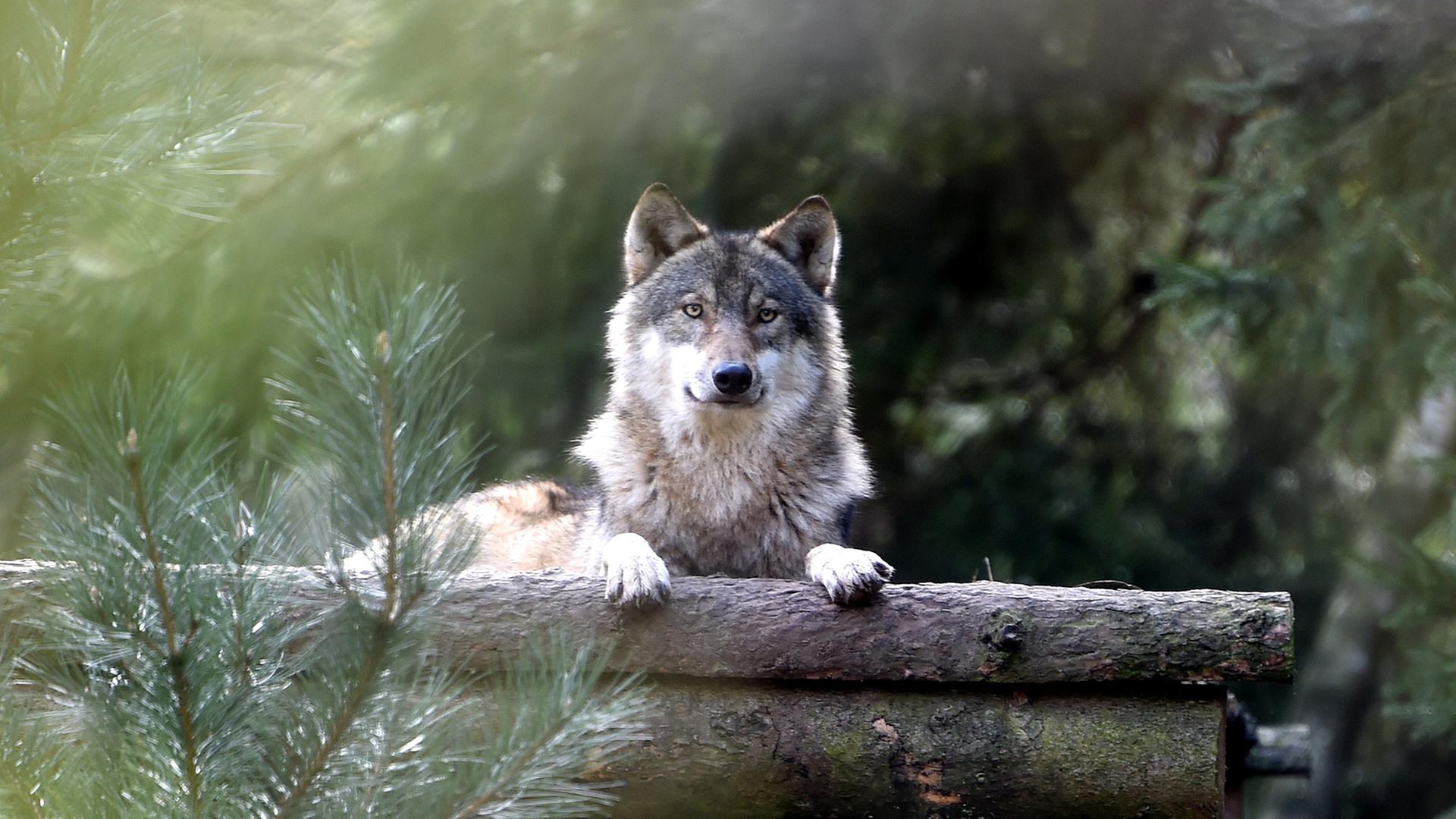 Ein Wolf blickt aus seinem Gehege im Wildpark Eekholt, Schleswig-Holstein, den Fotografen an.