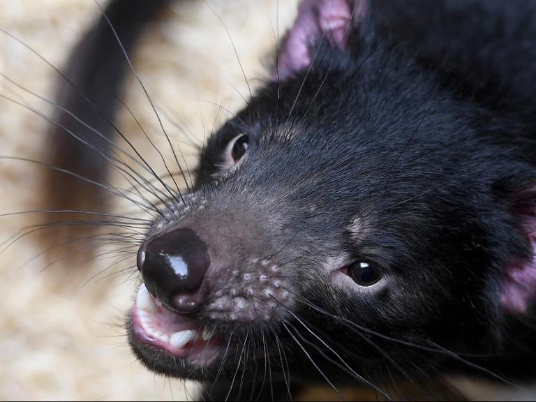 Portrait eines Tasmanischen Teufels