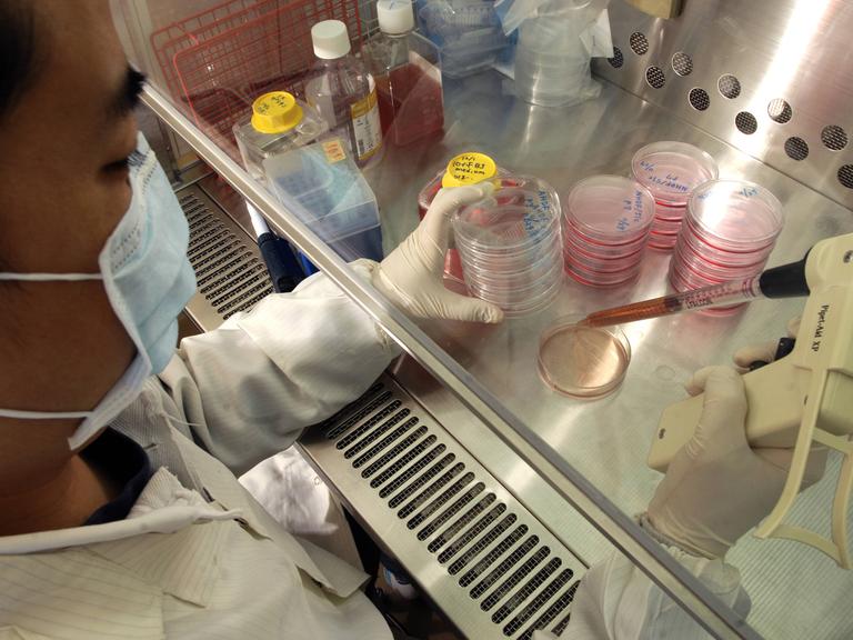 Ein Forscher befüllt in einem Labor Petrischalen mit Stammzellen.