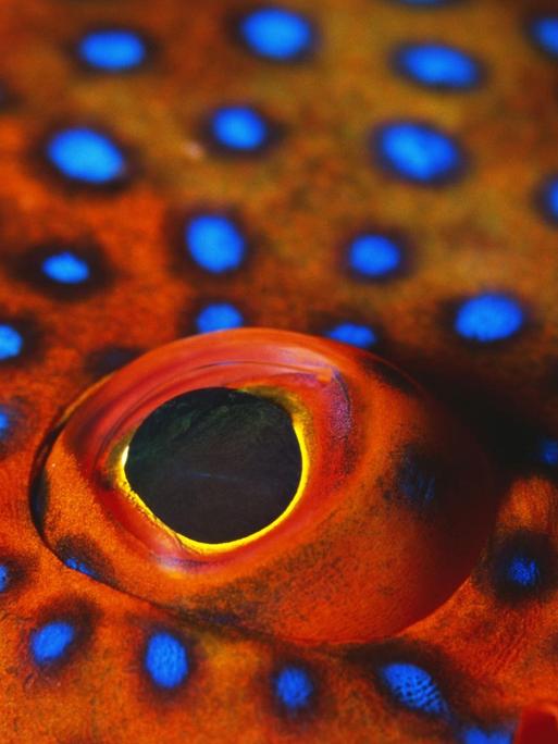 Eine Nahaufnahme zeigt das Auge des Juwelen-Zackenbarsches